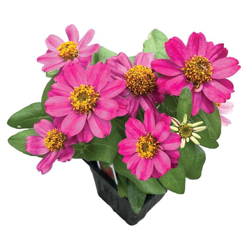 An image of Zinnia Zahara Cherry in a 3" Grow Pot