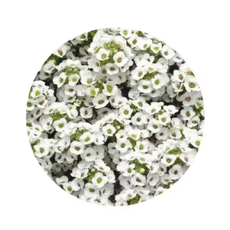 An image of Alyssum