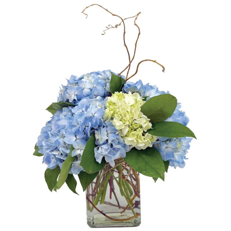 An image of Hydrangea Clouds - By Benken