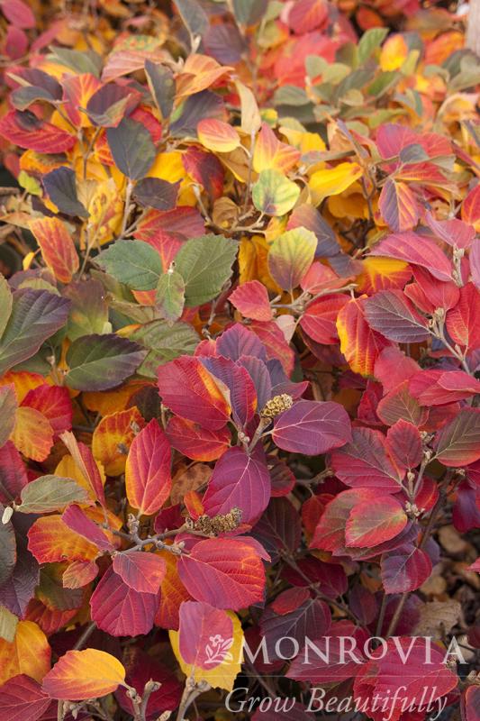 An image of Fothergilla Mount Airy 2 gal