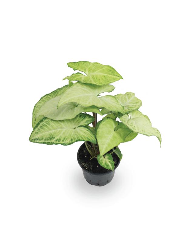 An image of Syngonium - White Butterfly - 4"