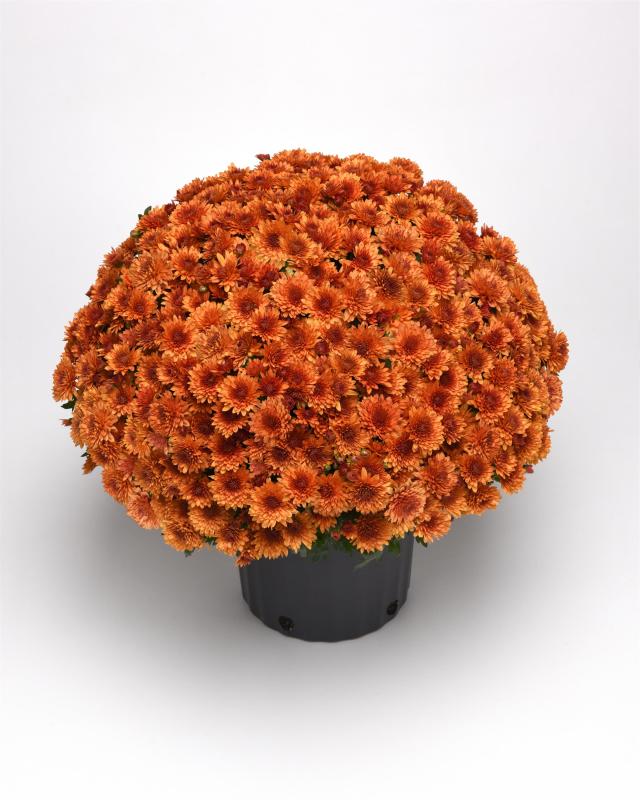 An image of Fall Mum - Blazing Orange