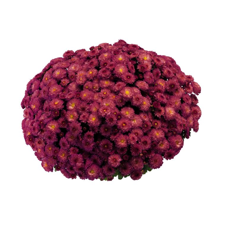 An image of Fall Mum - Gigi Dark Pink