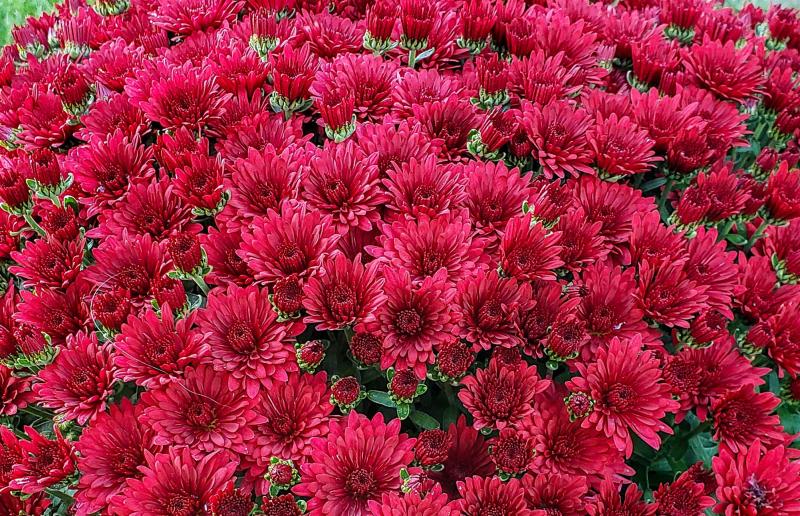 An image of Fall Mum - Morgana Red