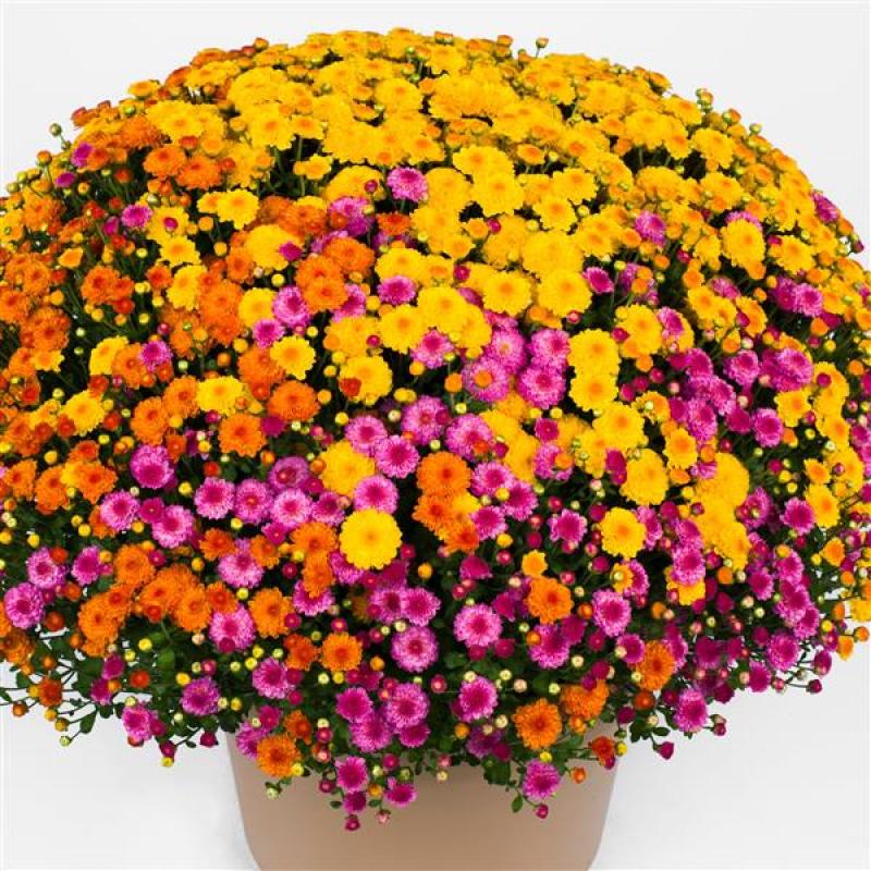 An image of Benken-grown Garden Mums - Gigi mix
