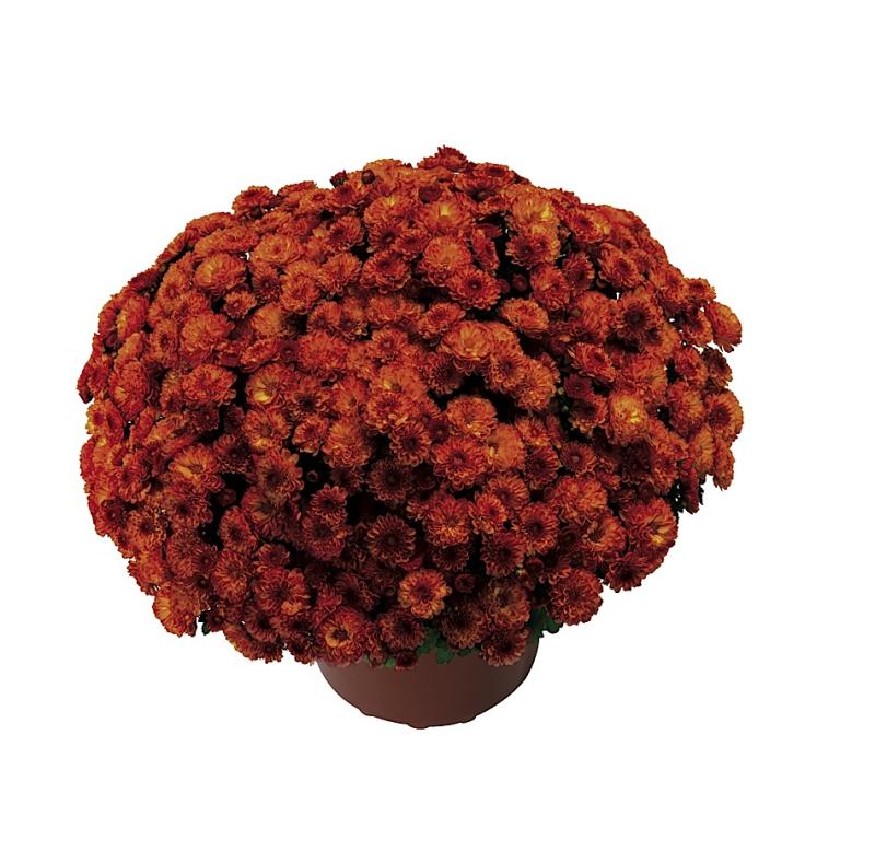 An image of Fall Mum - Gigi Orange