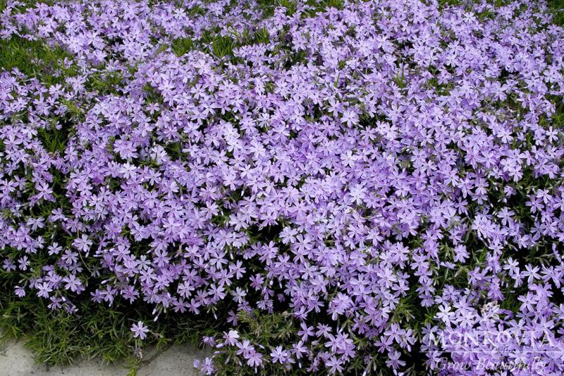 An image of Phlox Emerald Blue Blue 1 gal