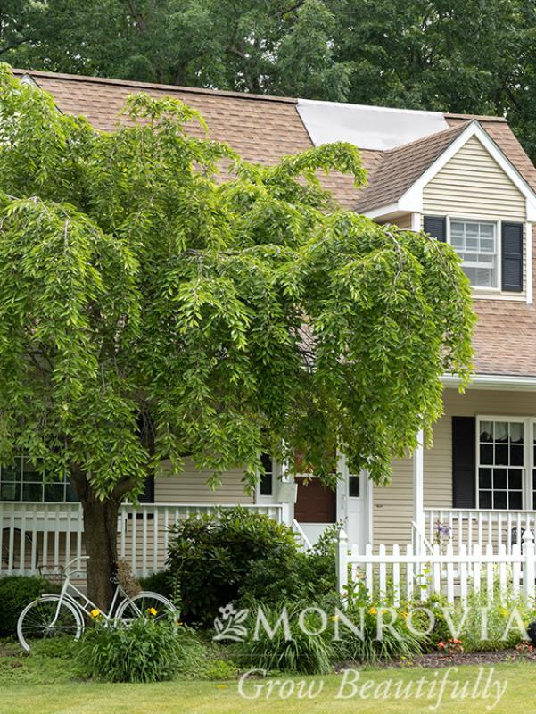 An image of Weeping Cherry Snow Fountain 7 gal