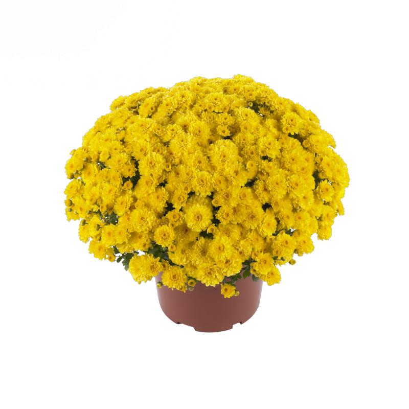 An image of Garden Mum - Gigi Yellow
