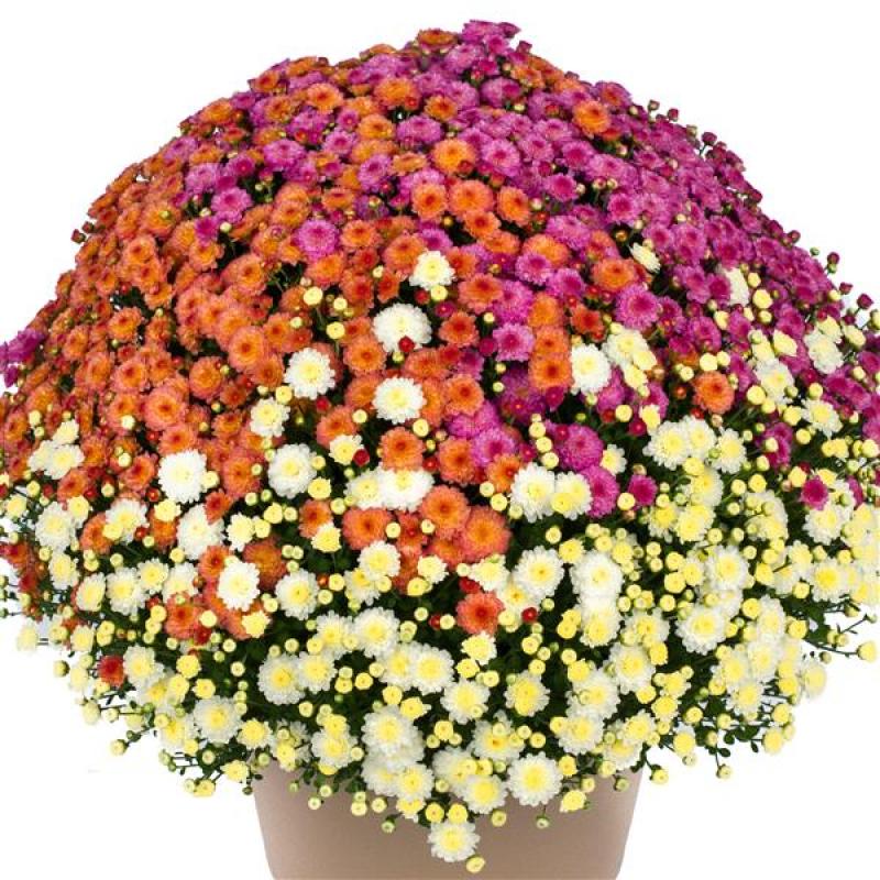 An image of Benken-grown Garden Mums - Gigi mix