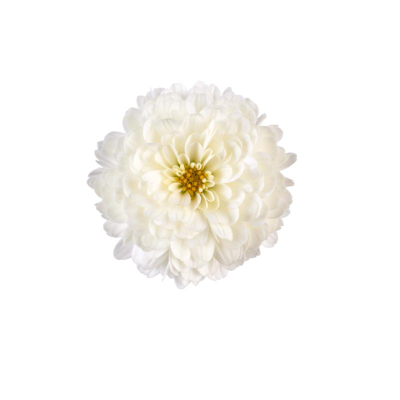 An image of Fall Mum - Gigi Snow