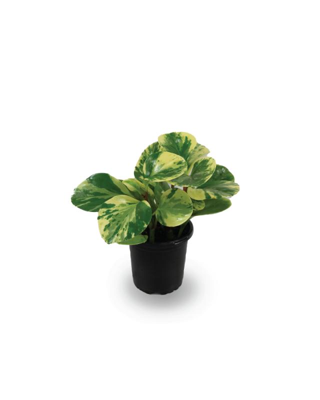 An image of Peperomia - Obtusifolia - Marble