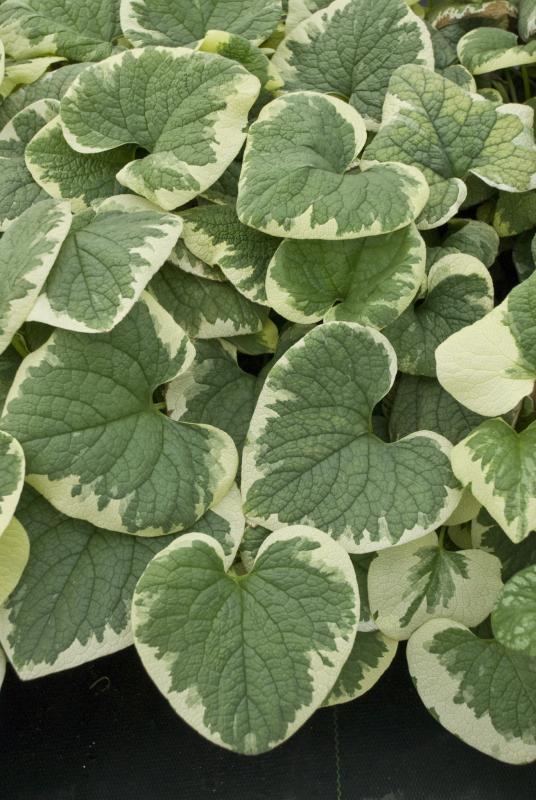 An image of Brunnera Variegata 1 gal