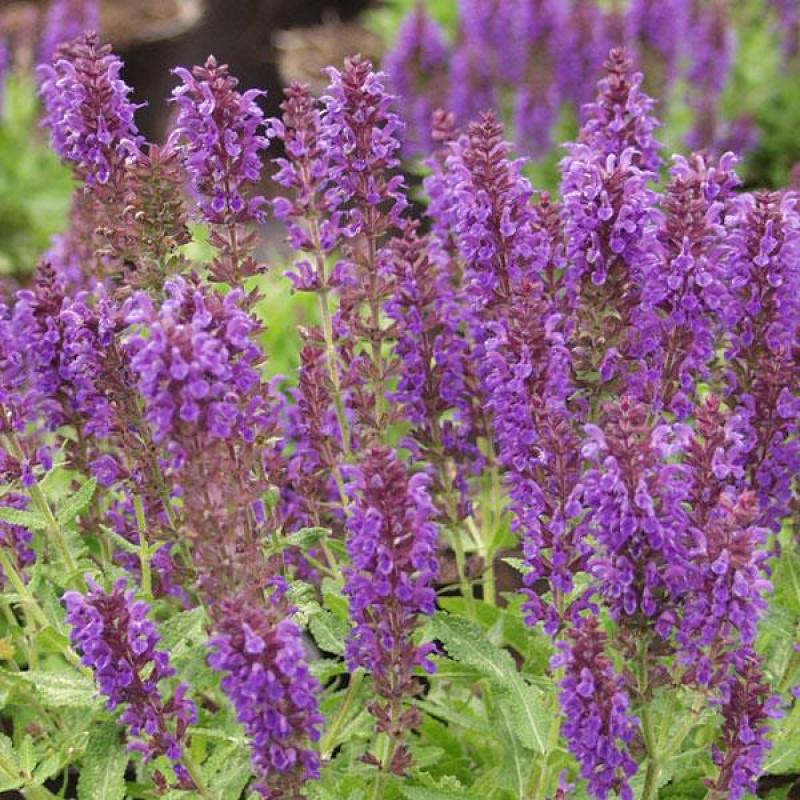 An image of Salvia Marcus 1 gal
