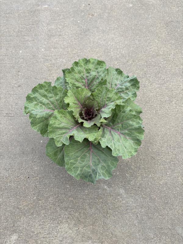 An image of Ornamental Cabbage 1 Qt