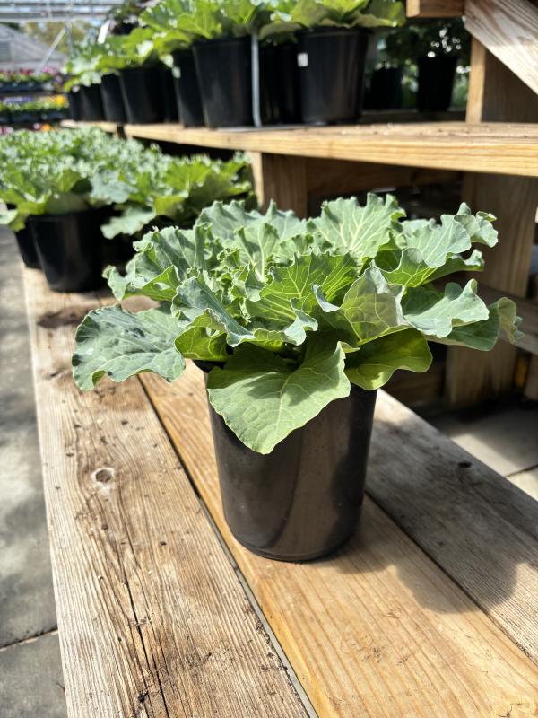 An image of Ornamental Cabbage 1 Qt