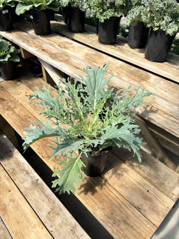 An image of Ornamental Kale 1 Gal
