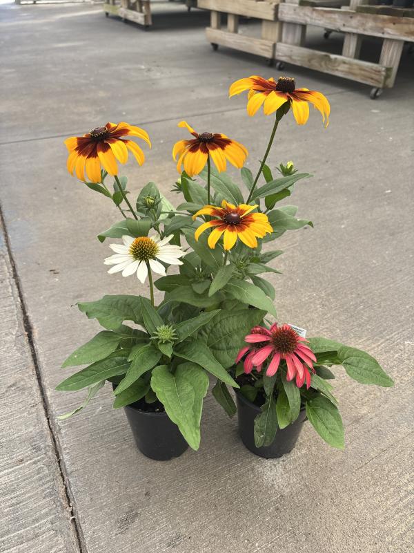 An image of Coneflower 1 qt