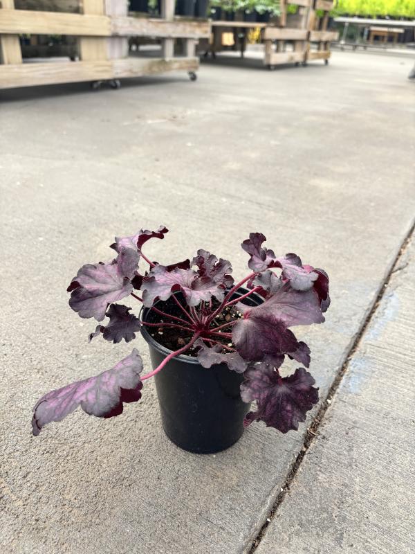 An image of Coral Bells 1 qt