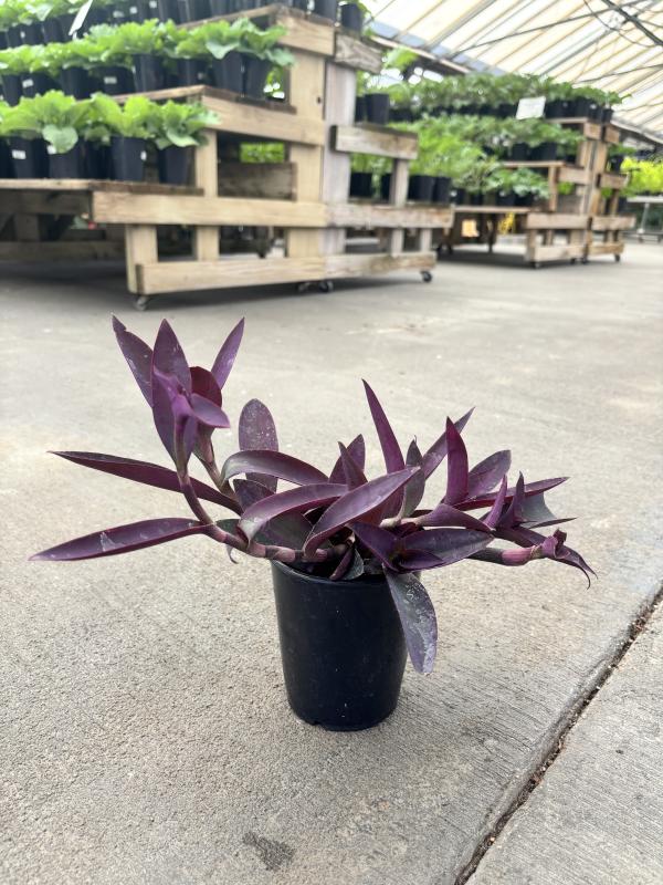 An image of Purple Heart 1 qt
