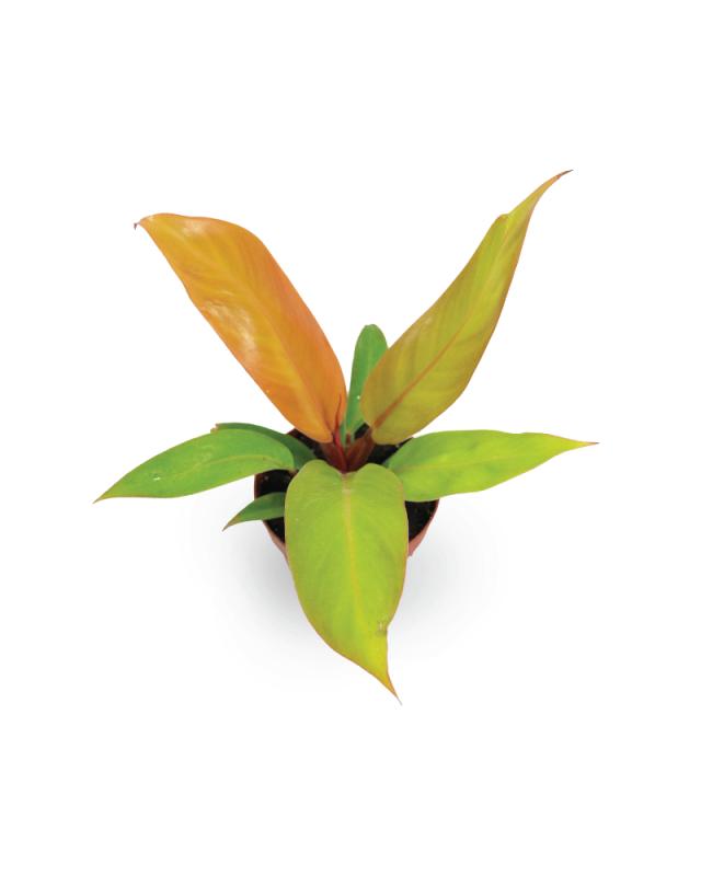 An image of Philodendron - Prince Of Orange - 4"