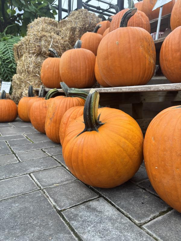 An image of Orange Carving Pumpkin Medium