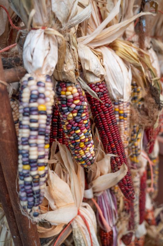An image of Rainbow Corn