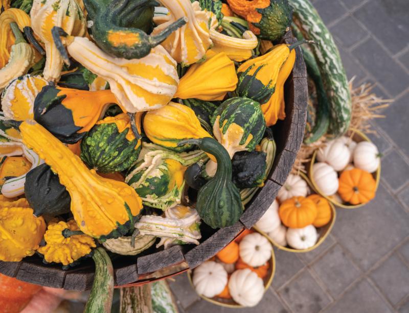 An image of Funky Pumpkins/Gourds Mini