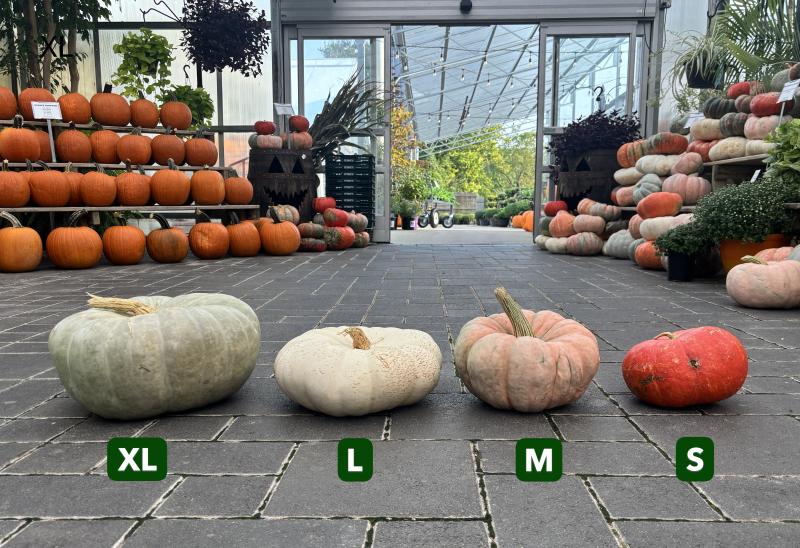 An image of Funky Pumpkins/Gourds Mini