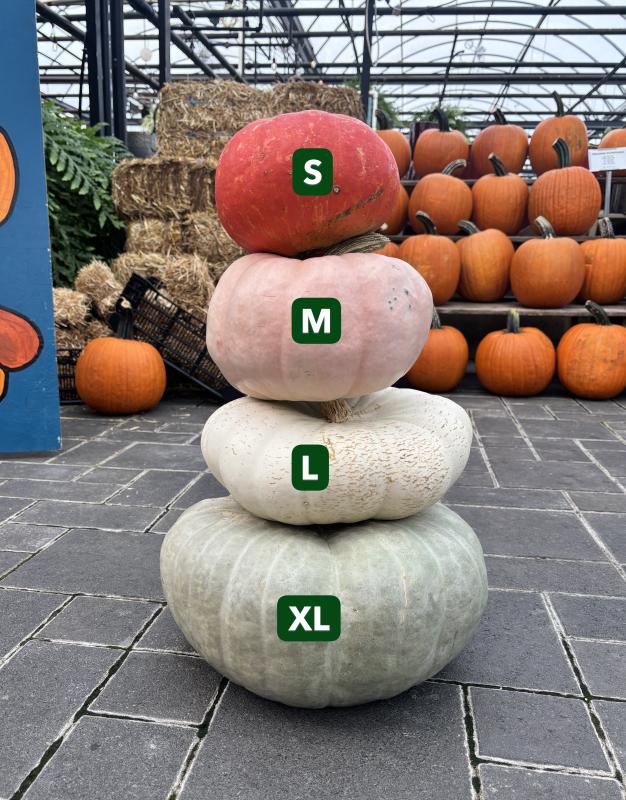 An image of Funky Pumpkins/Gourds Extra-Large