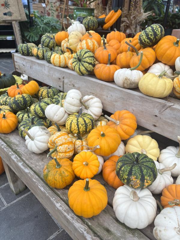 An image of Funky Pumpkins/Gourds Mini