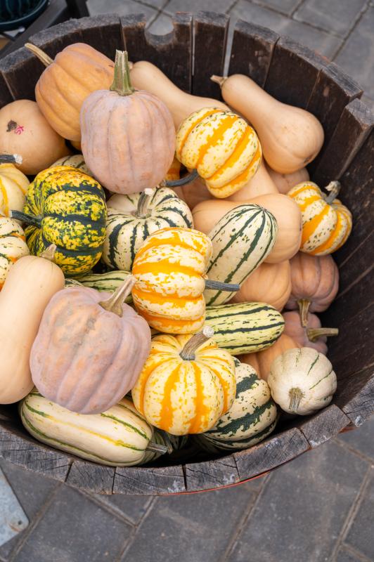 An image of Funky Pumpkins/Gourds Mini