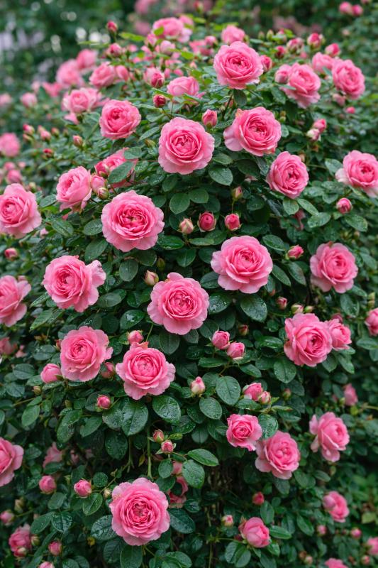 An image of Zephirine Drouhin Rose, Climbing Pink