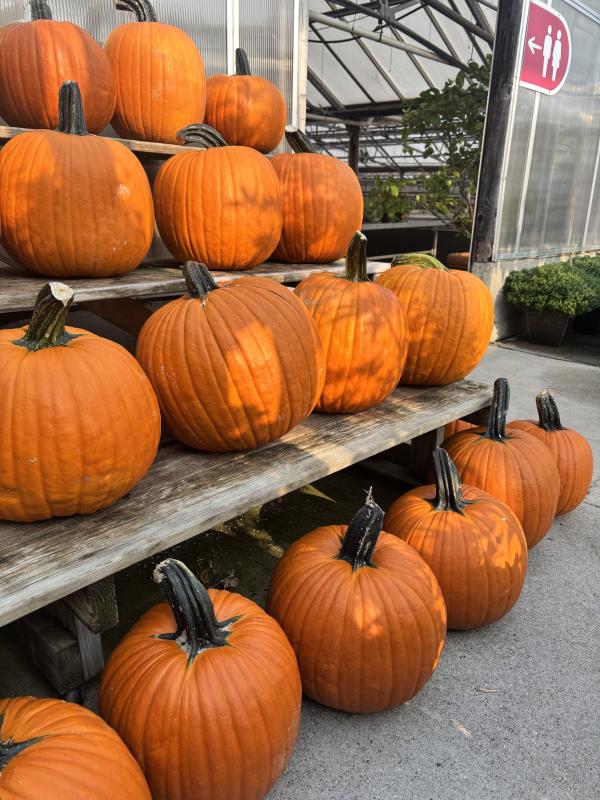 An image of Orange Carving Pumpkin XXL