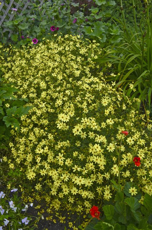 An image of Coreopsis Moonbeam Pale Yellow 1 gal