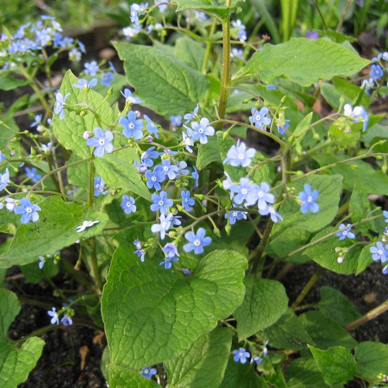 An image of Brunnera Jack Frost Blue 1 gal