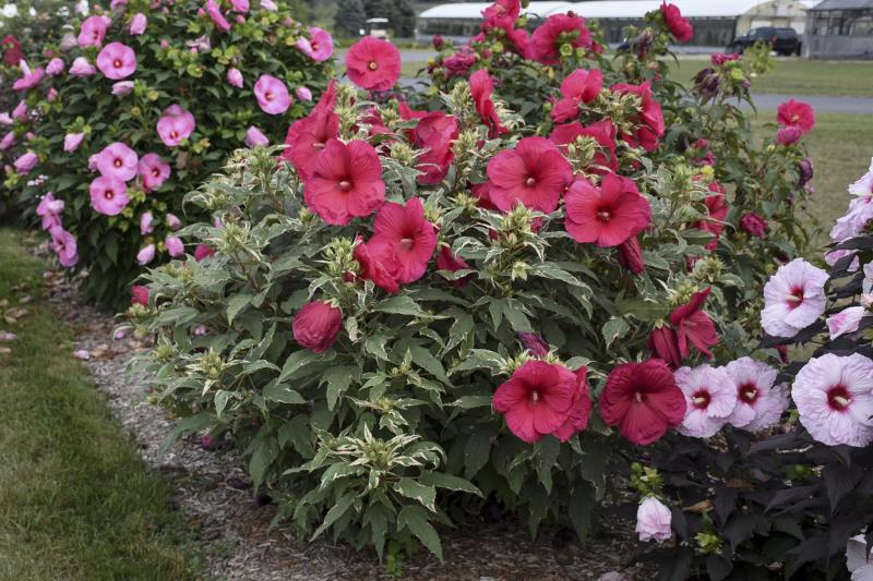 An image of Perennial Hibiscus Summer Carnival 3 gal