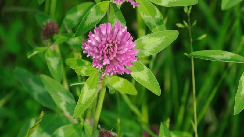 An image of Clover Seed Red Clover for Lawns 1lb