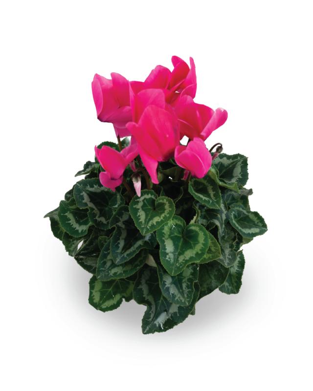 An image of Cyclamen - 6"