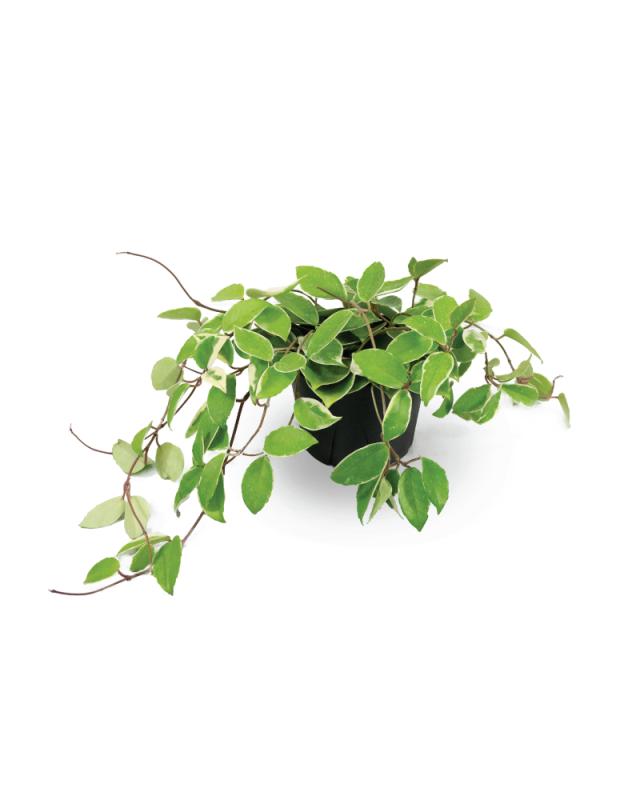 An image of Hoya - Carnosa - Krimson Queen - 6"