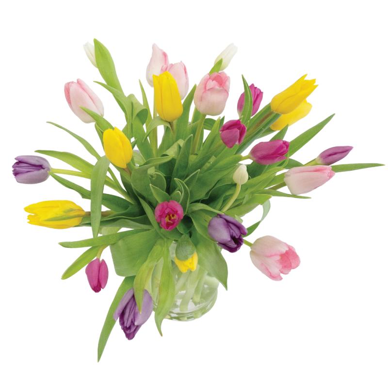 An image of 2 Dozen Mixed Tulips