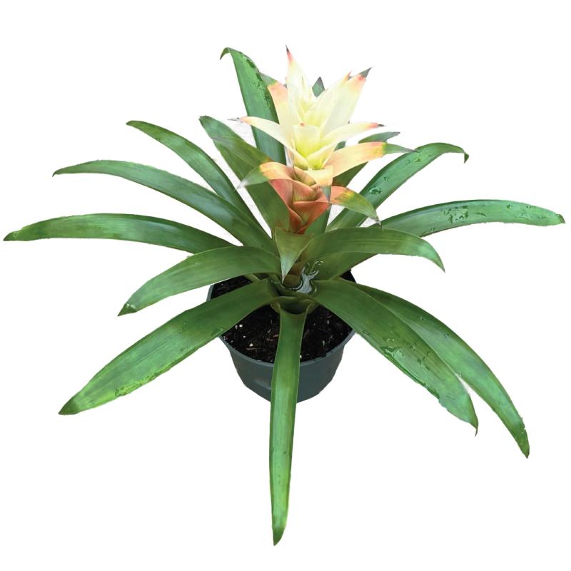 An image of Bromeliad Guzmania