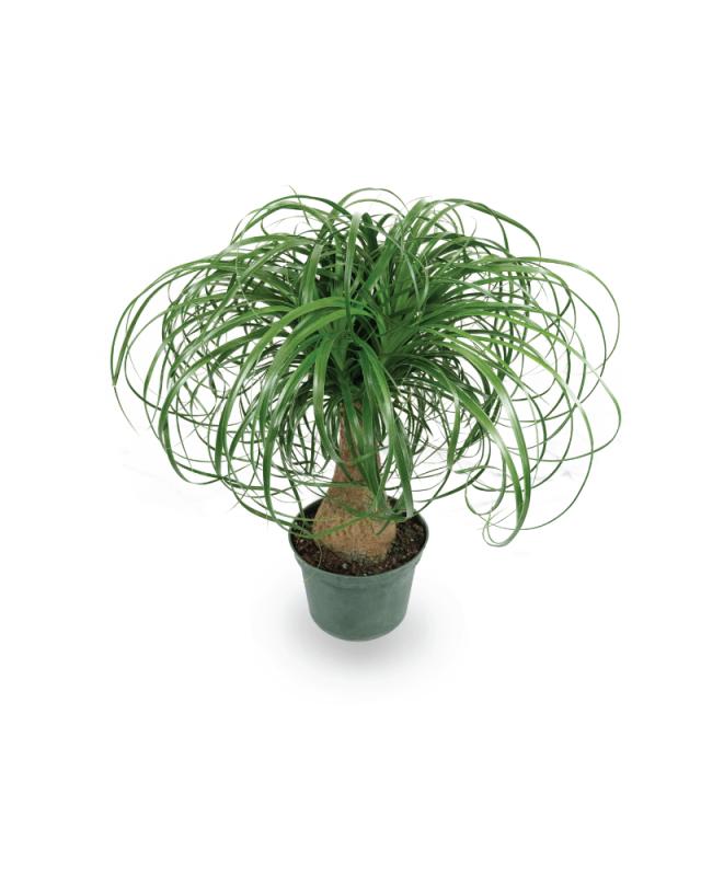 An image of Palm - Ponytail - 6"