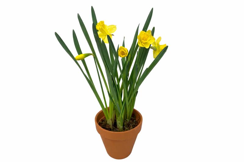 An image of 6 Inch Daffodil In Terra-Cotta