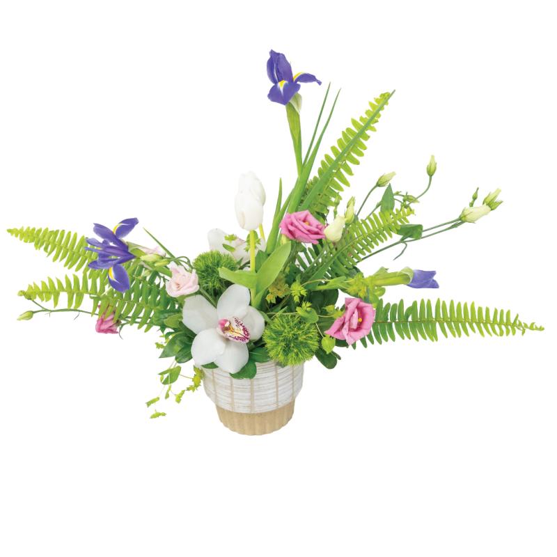 An image of Morning Dew Standard