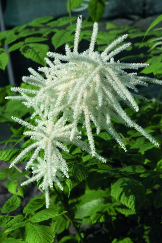 An image of Goat's Beard Fairy Hair White 1 gal