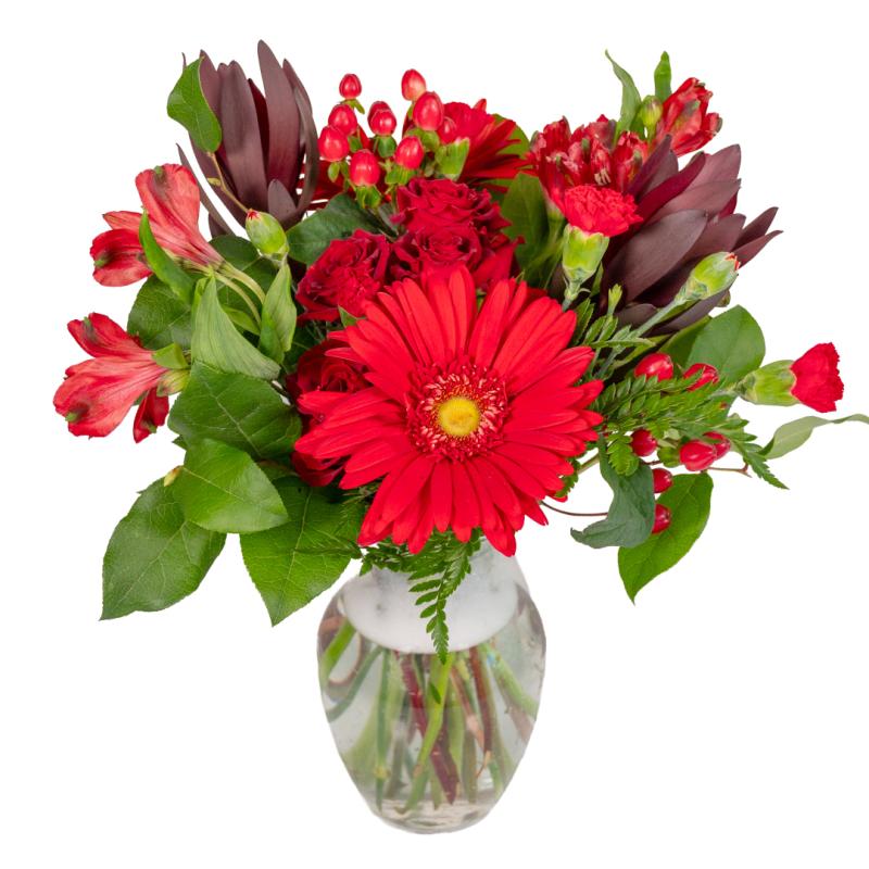 An image of Scarlet Warmth September 2026 - CancerFree KIDS Premium