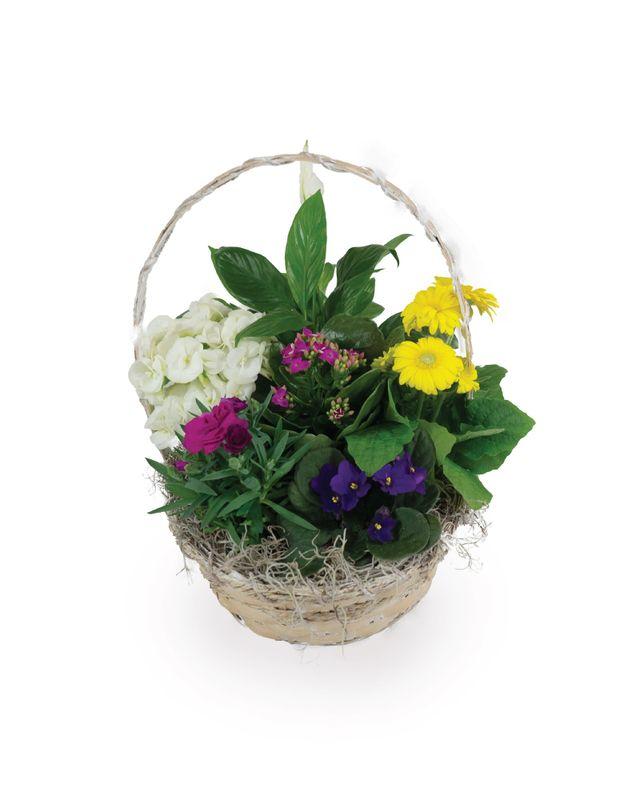 An image of Basket of Blooming 9-10"