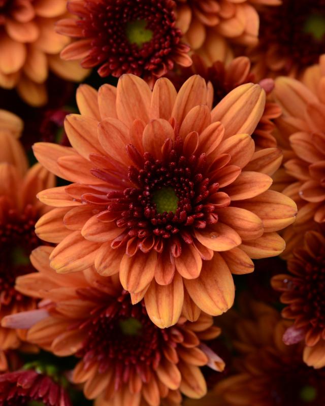 An image of Fall Mum - Popeye Orange