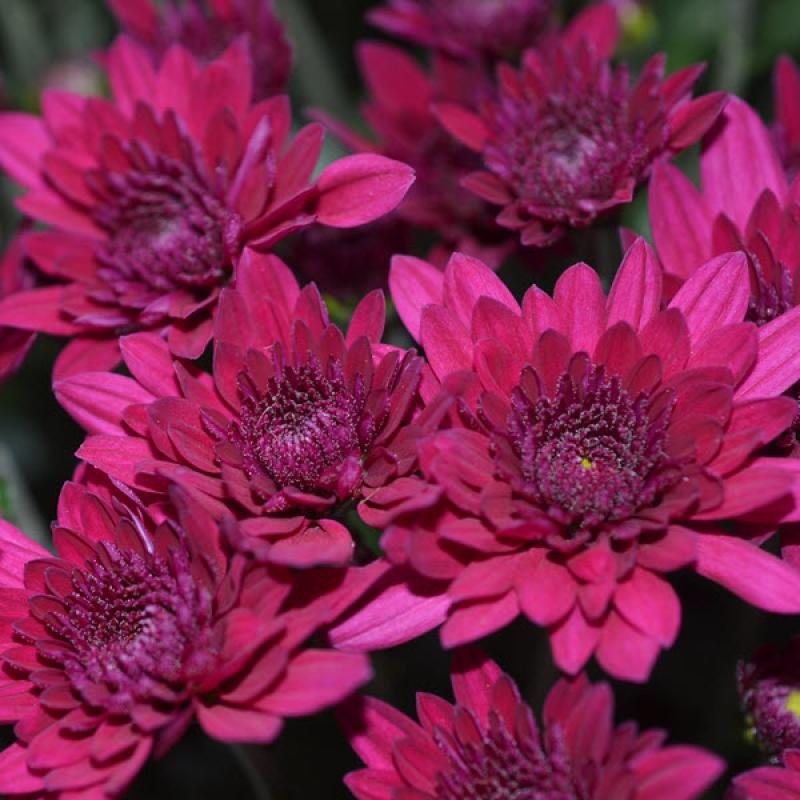 An image of Garden Mum - Majesty Purple